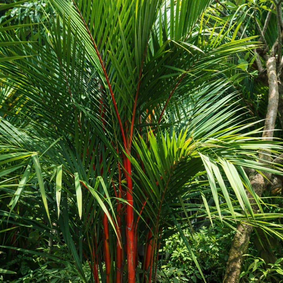  graines semences palmier rouge monde vegetal
