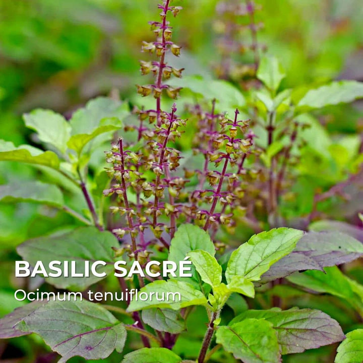 GRAINES - Basilic Sacré / Tulsi (Ocimum tenuiflorum)