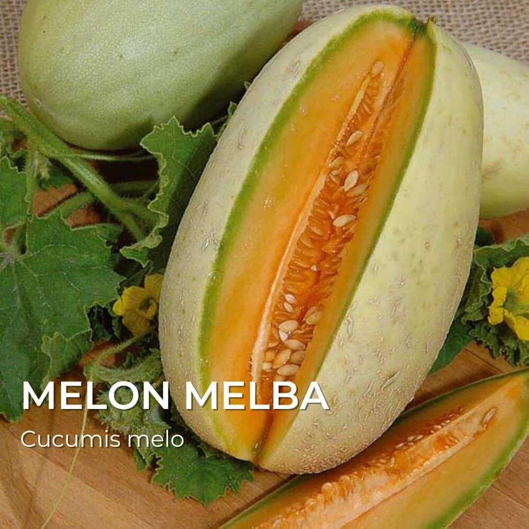 GRAINES - Melon Melba (Cucumis melo)