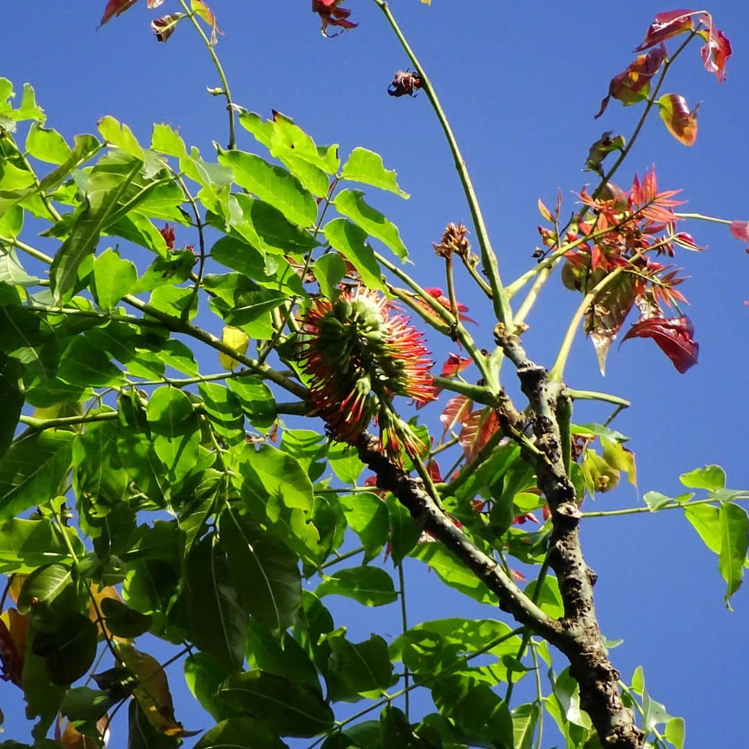 graines d'Acrocarpus fraxinifolius cedre rose d'inde plantes rares et insolites du monde vegetal