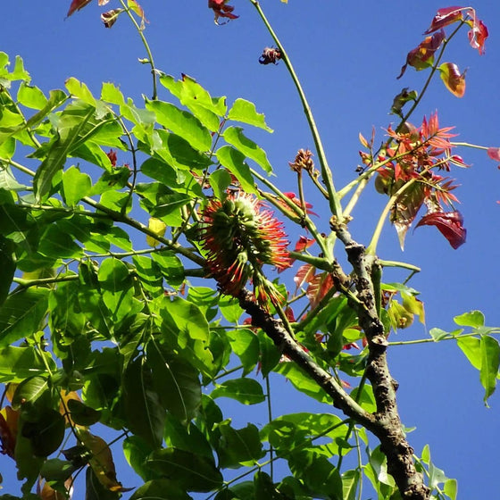 graines d'Acrocarpus fraxinifolius cedre rose d'inde plantes rares et insolites du monde vegetal