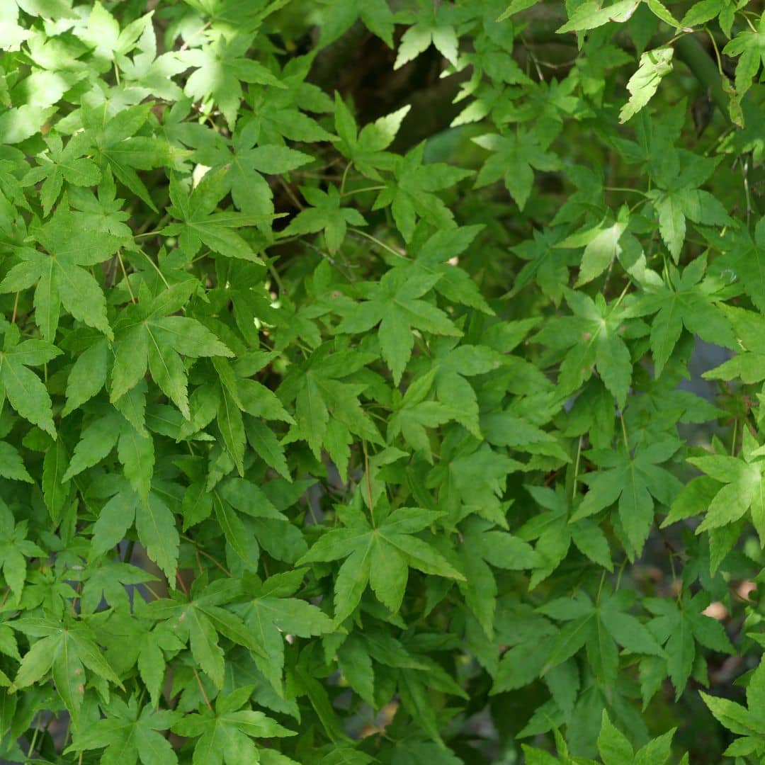graines d'érable du japon vert acer palmatum monde vegetal