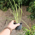graines d'oignon poireau Ishikura  Allium fistulosum à semer et cultiver avec monde vegetal