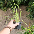 graines d'oignon poireau Ishikura  Allium fistulosum à semer et cultiver avec monde vegetal