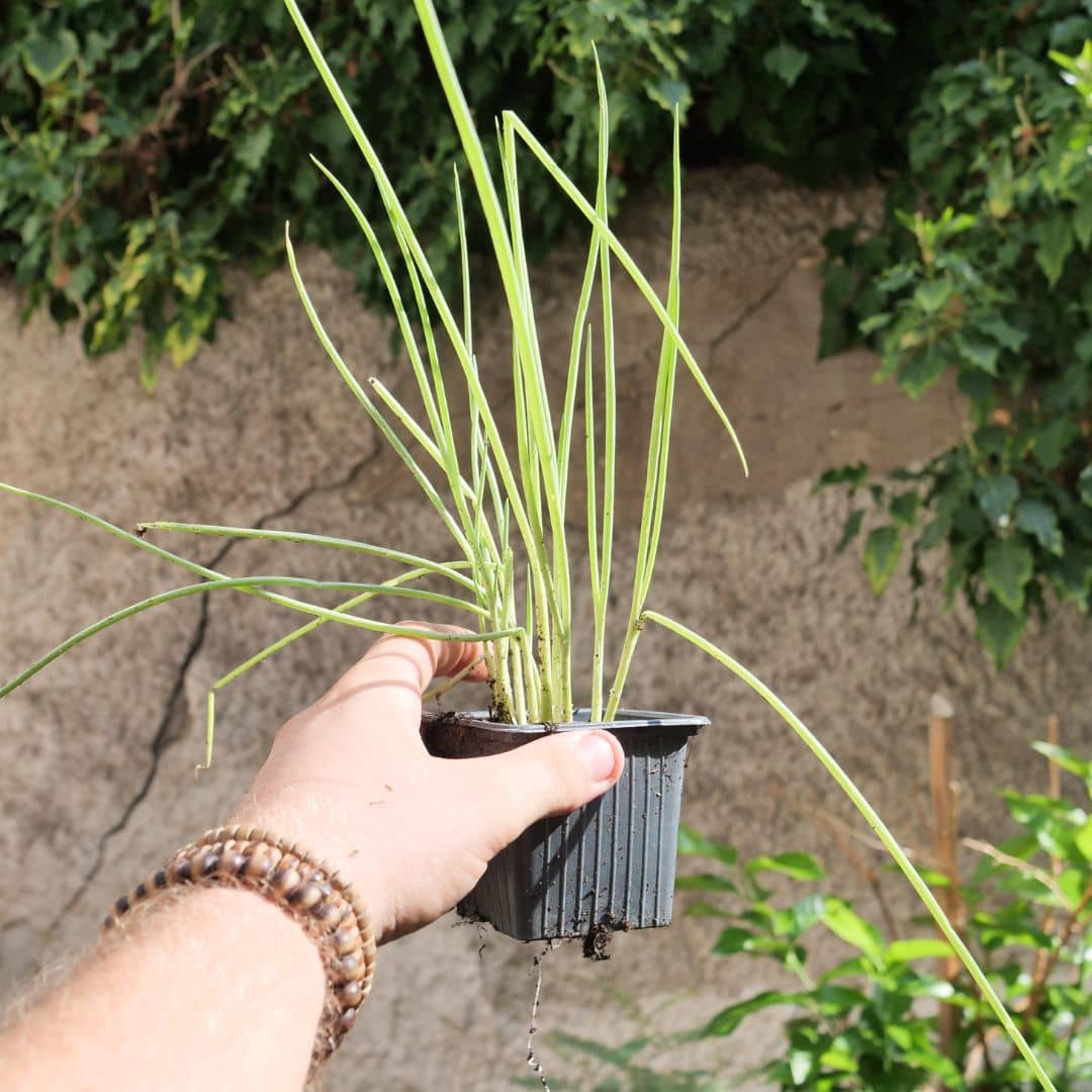 graines d'oignon poireau Ishikura  Allium fistulosum à semer et cultiver avec monde vegetal