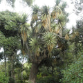 Yucca filifère — Précommande — Graines