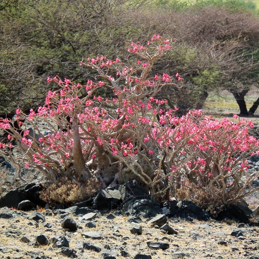 PRECOMMANDES GRAINES de Rose du Désert (Adenium obesum)