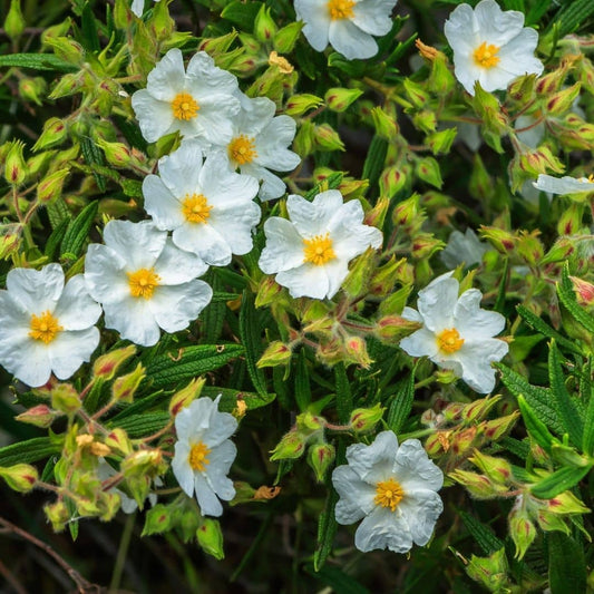Nasiona czystka z Montpellier (Cistus monspeliensis)
