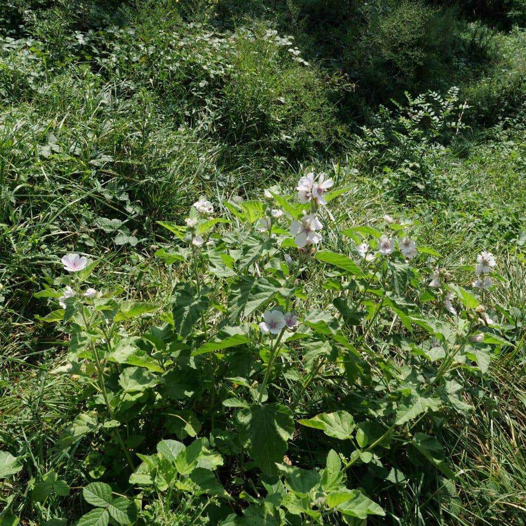 graines de guimauve officinale althea officinalis plantes sauvages comestibles monde végétal