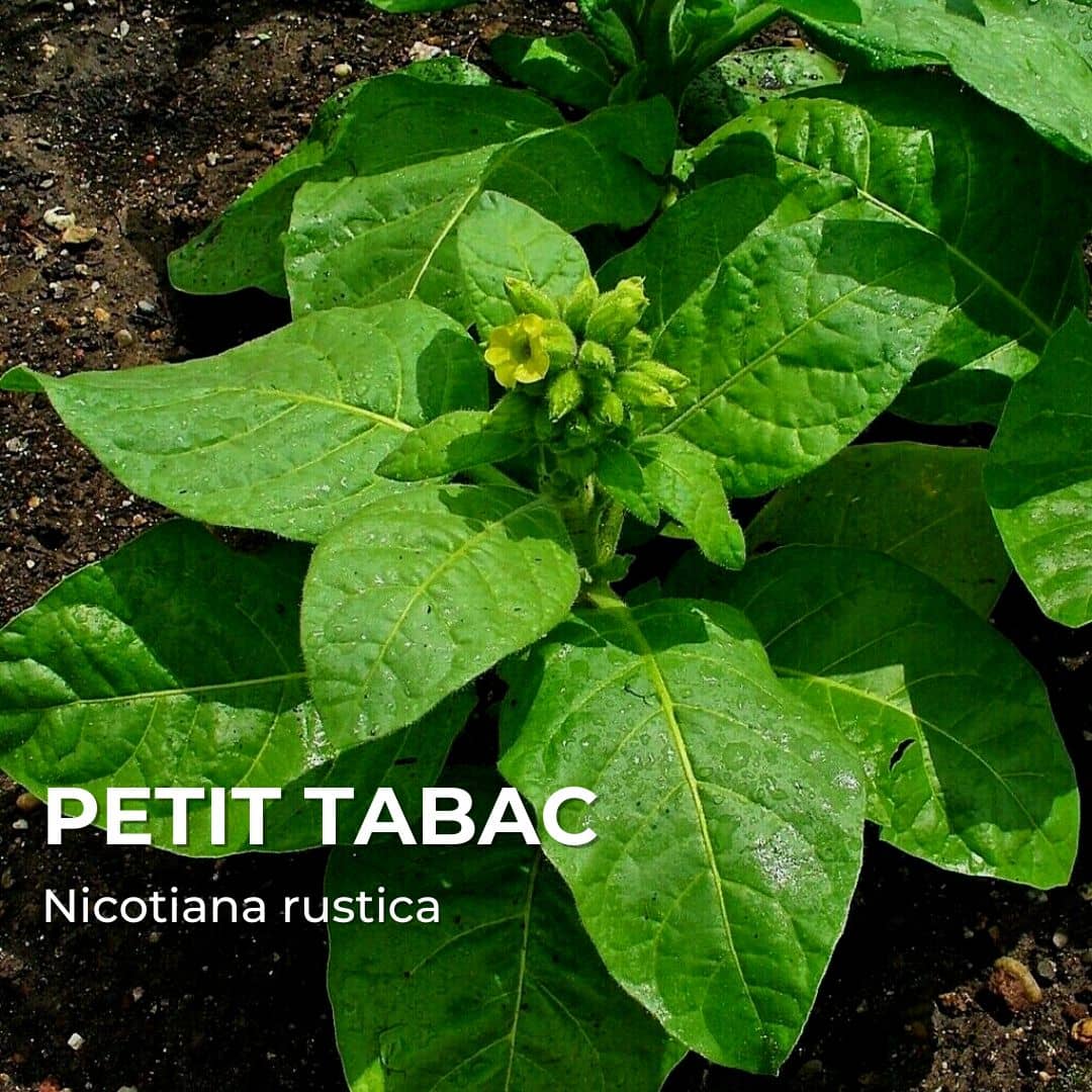 GRAINES - Petit Tabac (Nicotiana rustica)