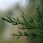 graines et semences de Cyprès Commun Cyprès méditerranéen plantes de garrigue monde végétal