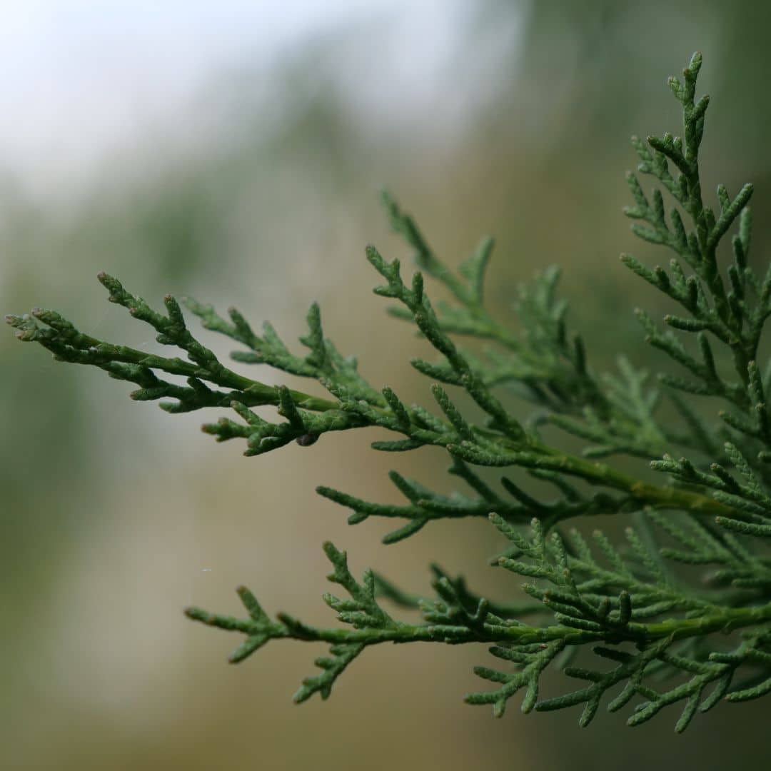 graines et semences de Cyprès Commun Cyprès méditerranéen plantes de garrigue monde végétal