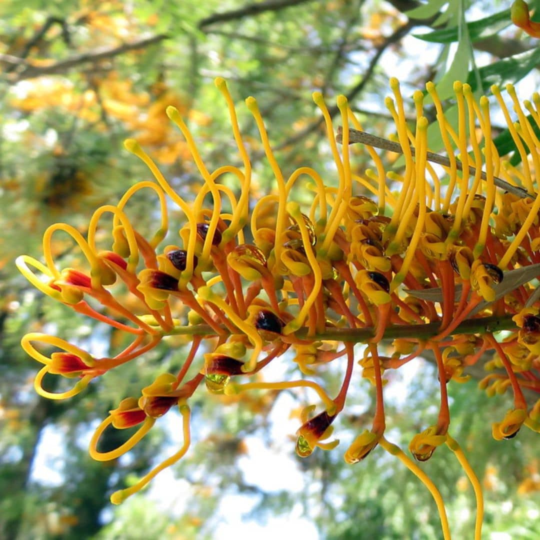 grevillea robusta zoom sur les fleurs