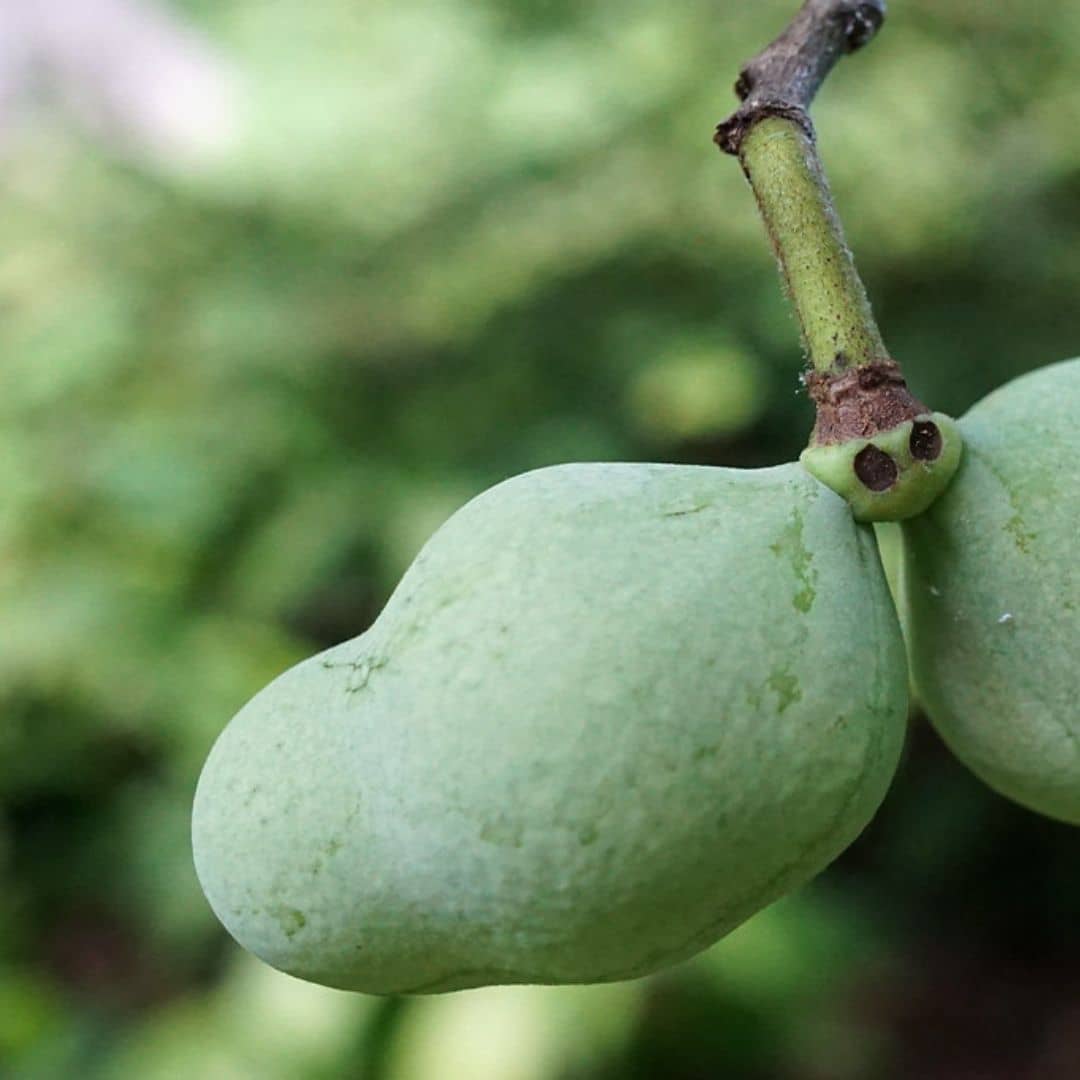 gros fruits savoureux de asiminia triloba