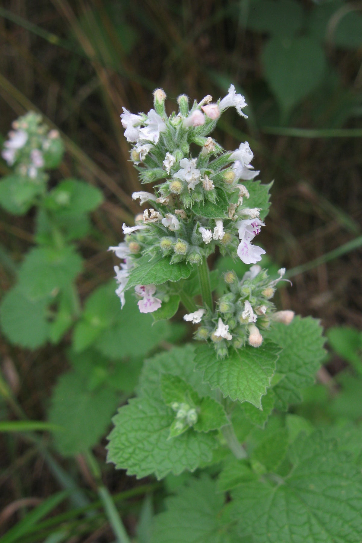 Fleurs blanches de l’herbe à chat (Nepeta cataria)