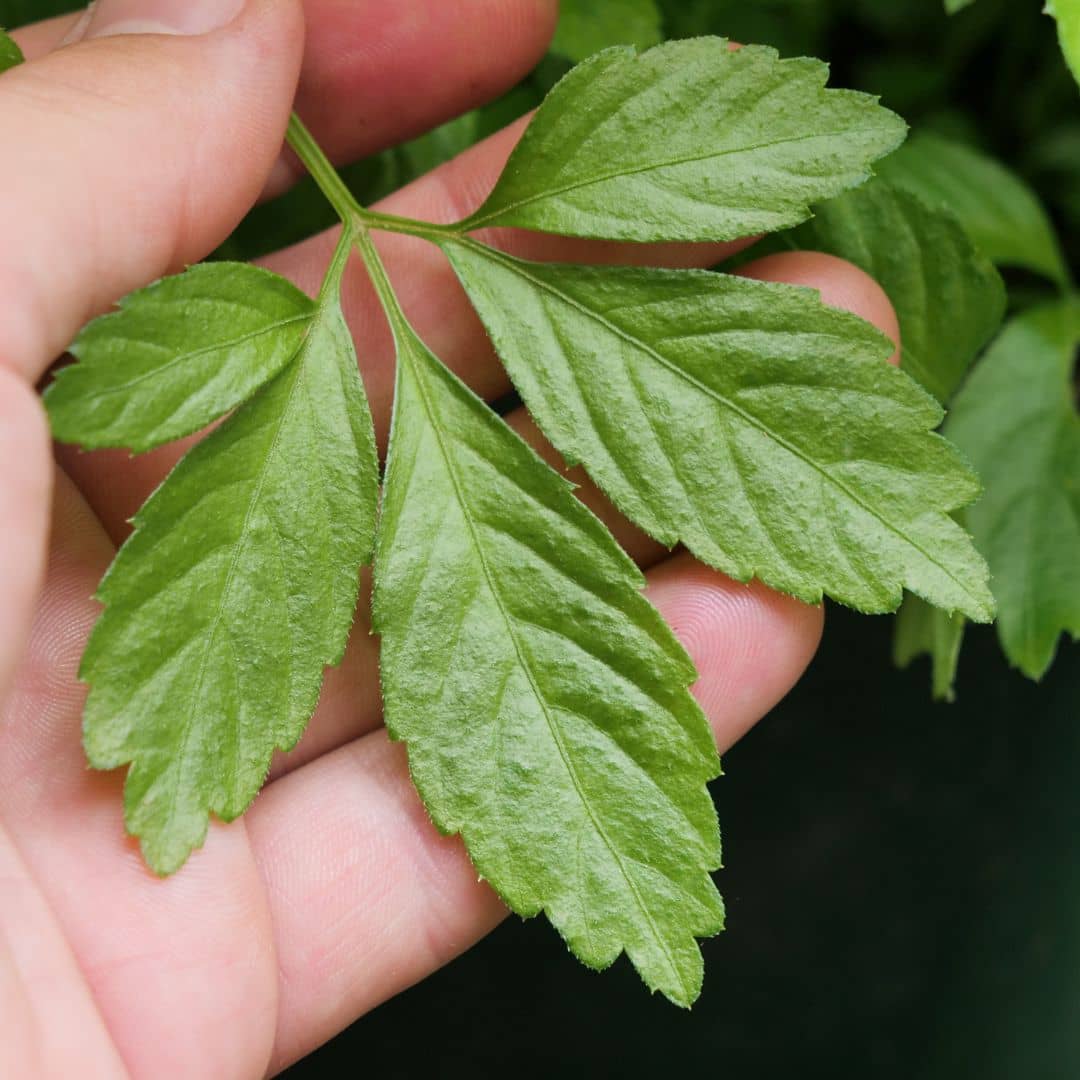herbe de l'immortalité Gynostemma pentaphyllum comment planter et cultiver