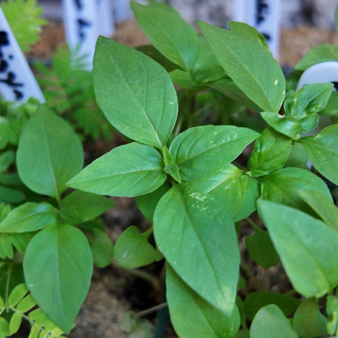 jeune plantule de basilic siam queen comment semer et cultiver cette variété de basilic