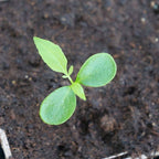 jeune plantule de poivrier du sichuan zanthoxylum piperitum graines ou plant