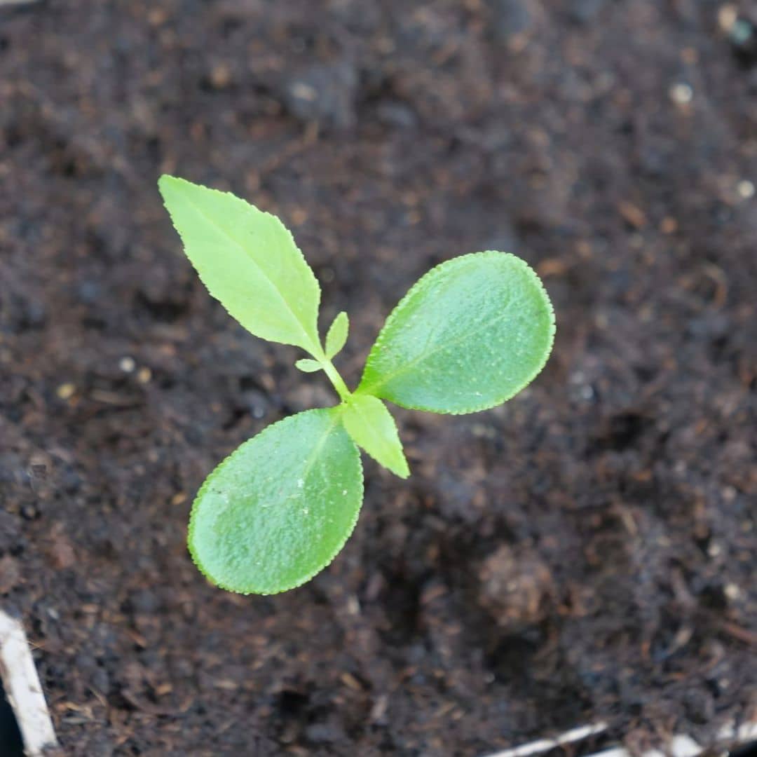 jeune plantule de poivrier du sichuan zanthoxylum piperitum graines ou plant