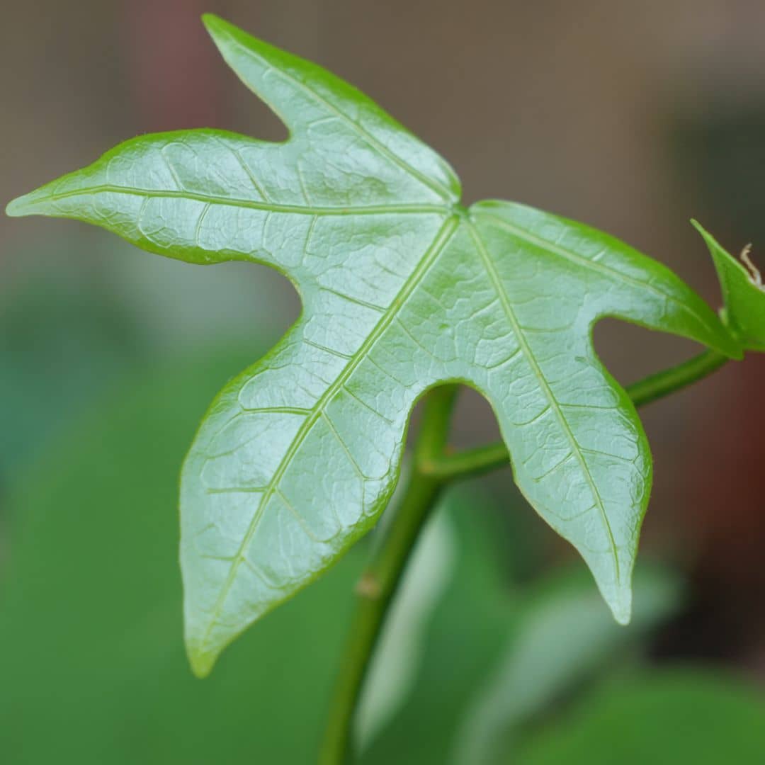 jeunes feuilles d'un brachychiton acerifolius flamme australienne plante rare à collectionner
