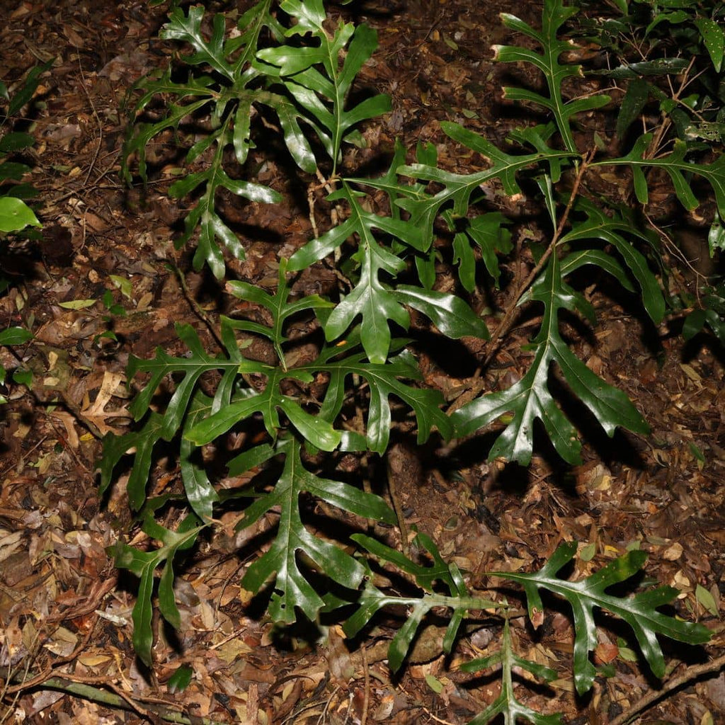jeunes plantules de Stenocarpus sinuatus arbre roue de feu dans son milieu naturel