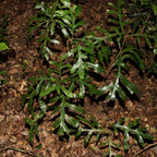 jeunes plantules de Stenocarpus sinuatus arbre roue de feu dans son milieu naturel