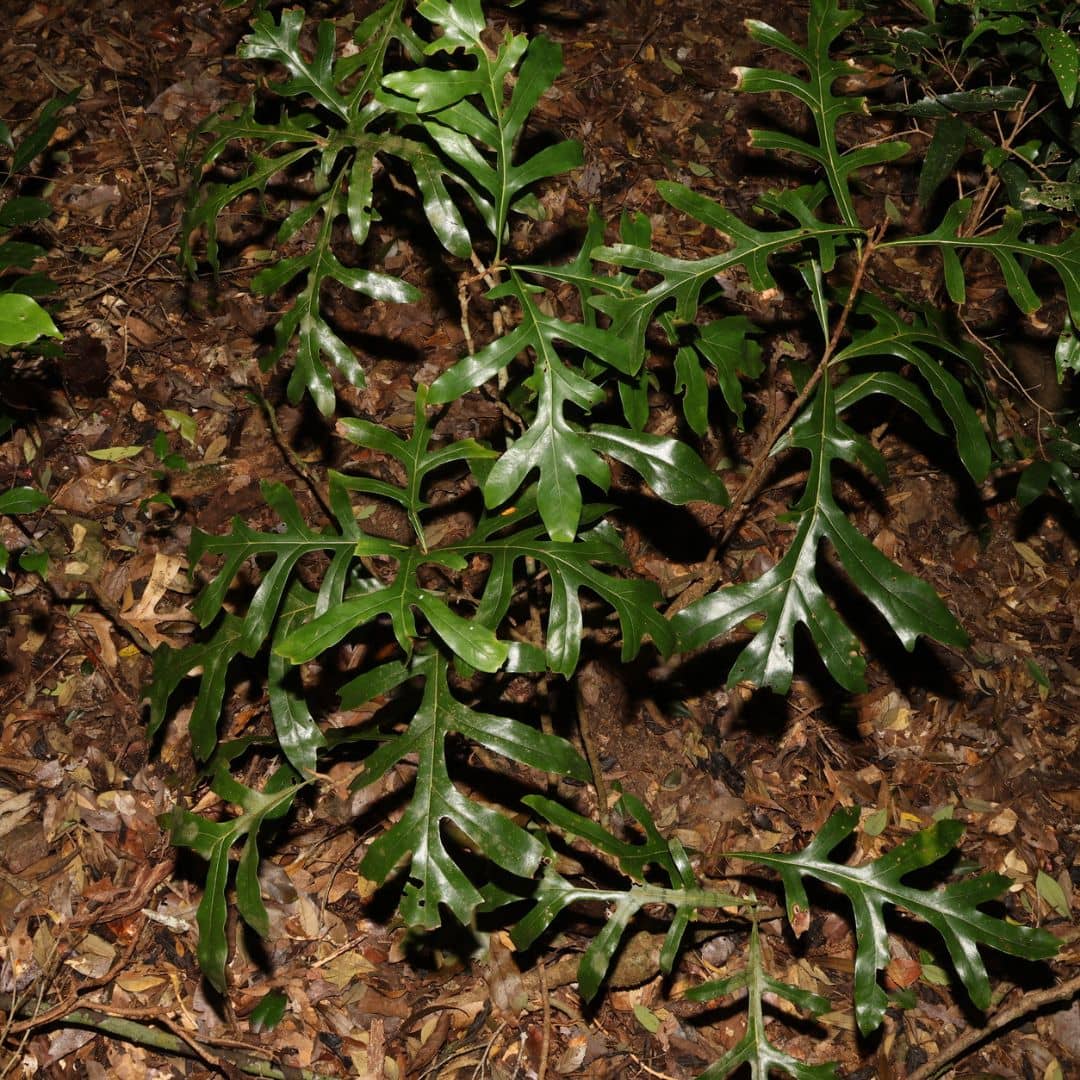 jeunes plantules de Stenocarpus sinuatus arbre roue de feu dans son milieu naturel