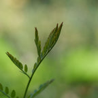 jeunes pousses d'un parkinsonia aculeata épine du christ arbre qui résiste au sec