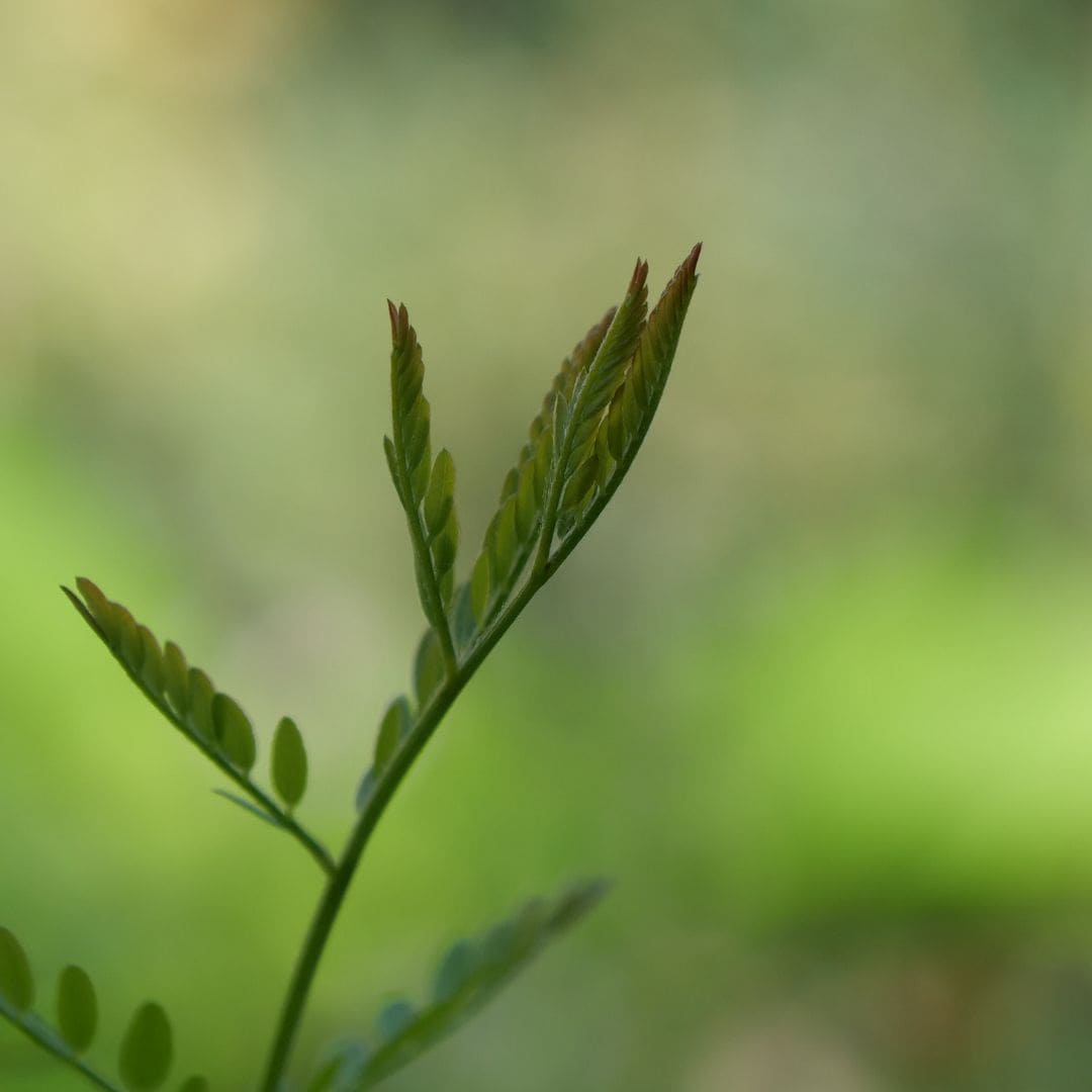 jeunes pousses d'un parkinsonia aculeata épine du christ arbre qui résiste au sec