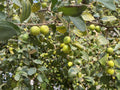 Jujubes sur les branches d’un jujubier (Ziziphus jujuba)