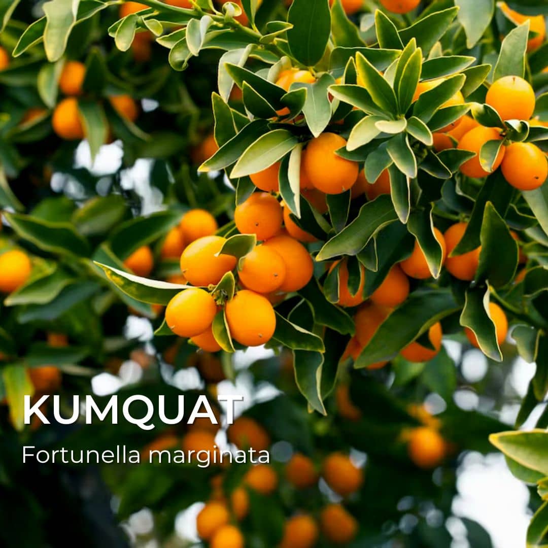 PLANT - Kumquat (Fortunella marginata)