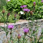 Centaurée jacée (Centaurea jacea)