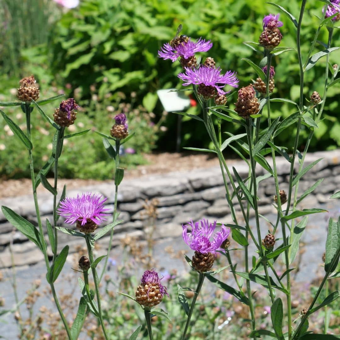 GRAINES de Centaurée Jacée (Centaurea jacea)