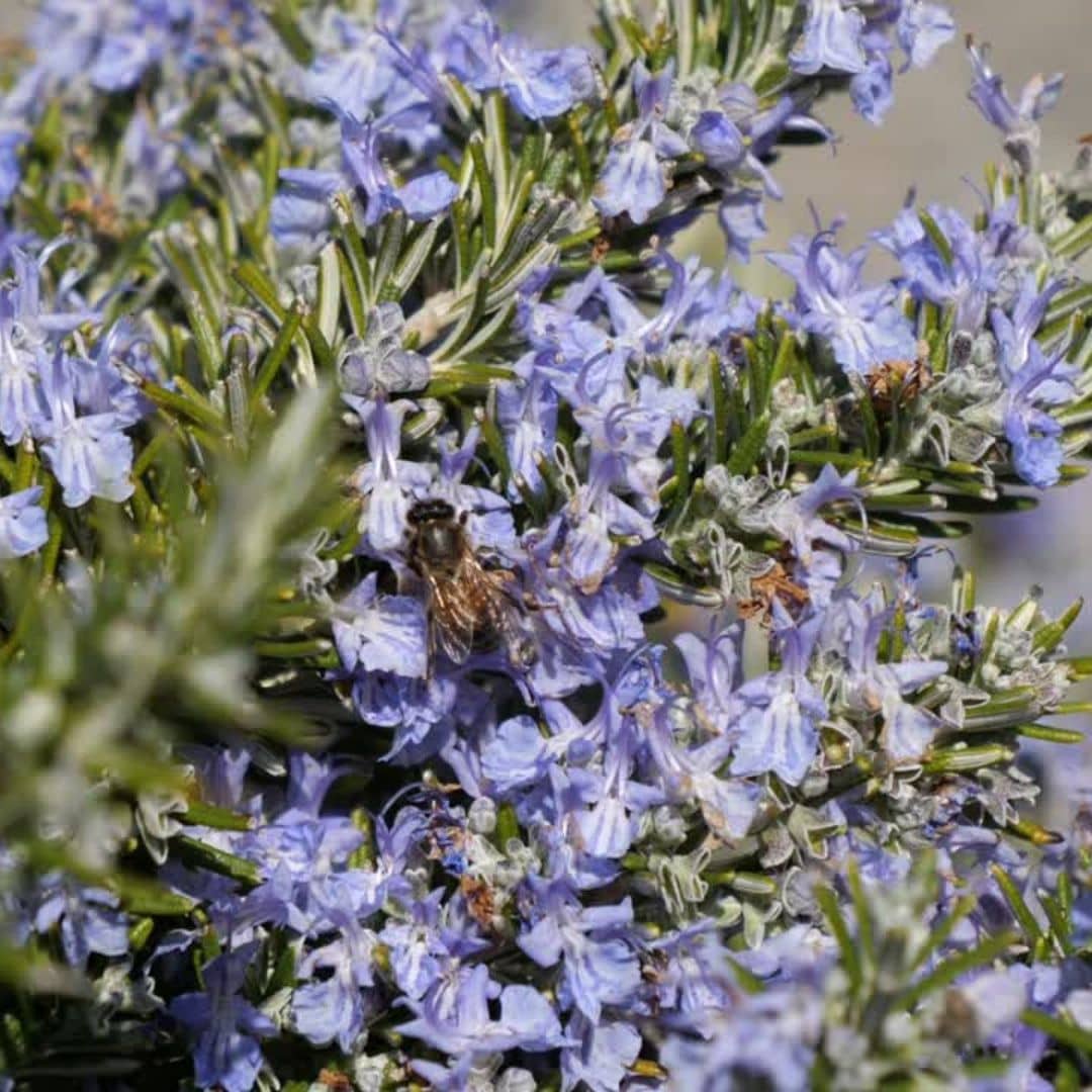 le romarin rampant attire les abeilles avec ses fleurs mellifères 