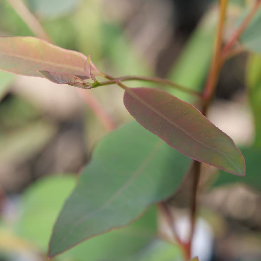 les couleurs incroyables de l'eucalyptus deglupta eucalyptus arc en ciel une des plantes les plus rares à cultiver