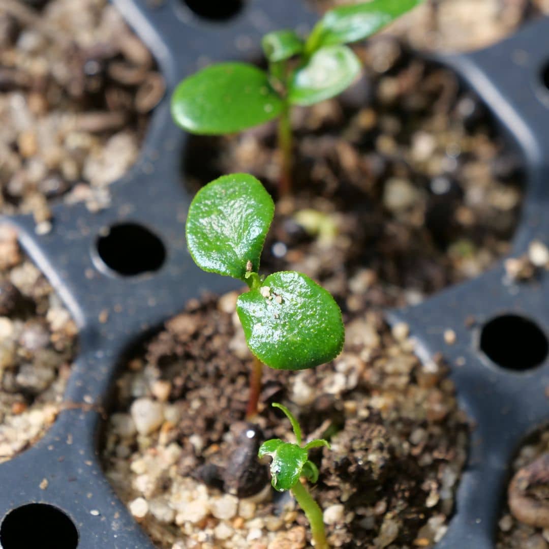 levée d'une graine de zanthoxylum piperitum poivrier du sichuan plante aromatique rare à cultiver
