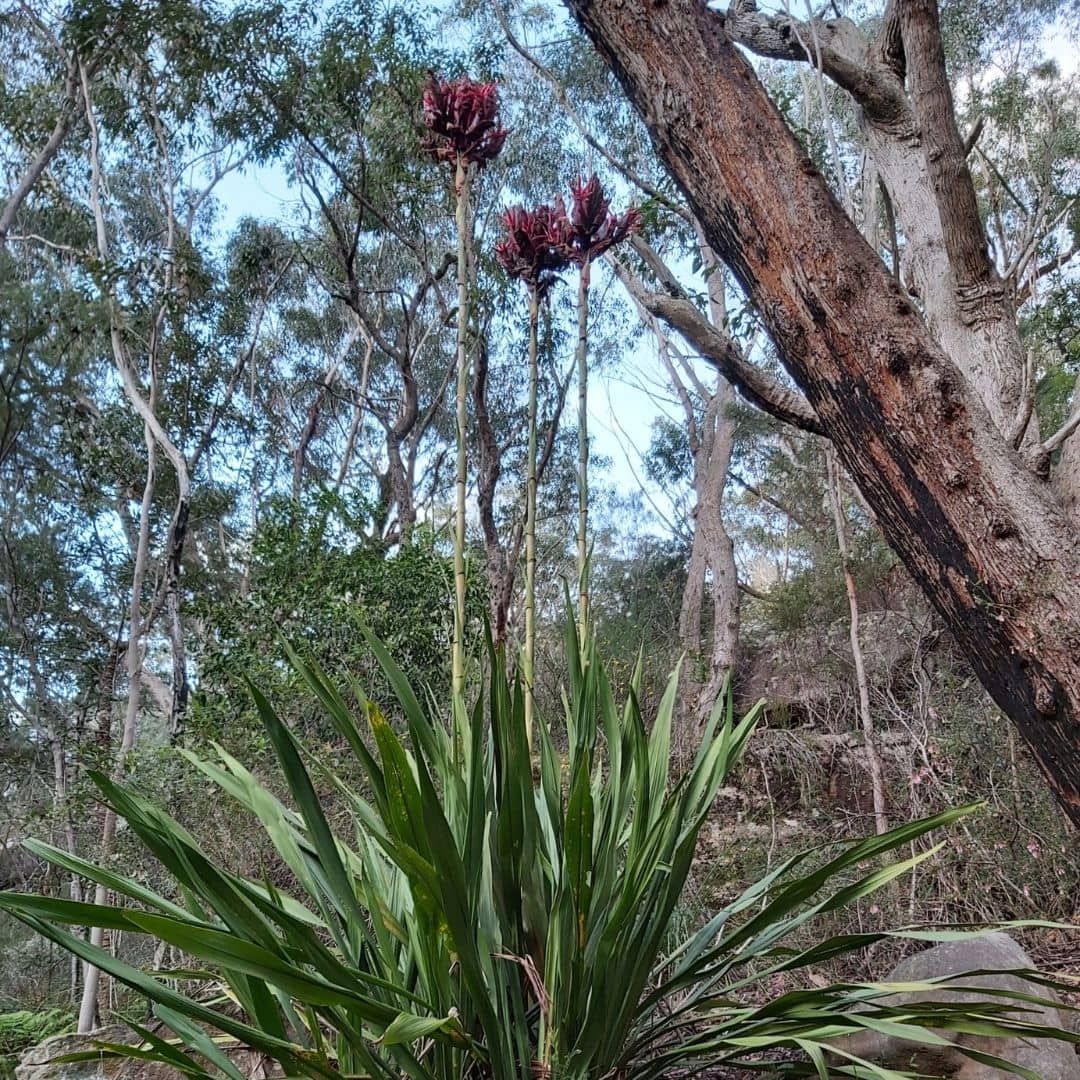 lys javelot plane rare à cultiver lys javelot plante rare à cultiver graines