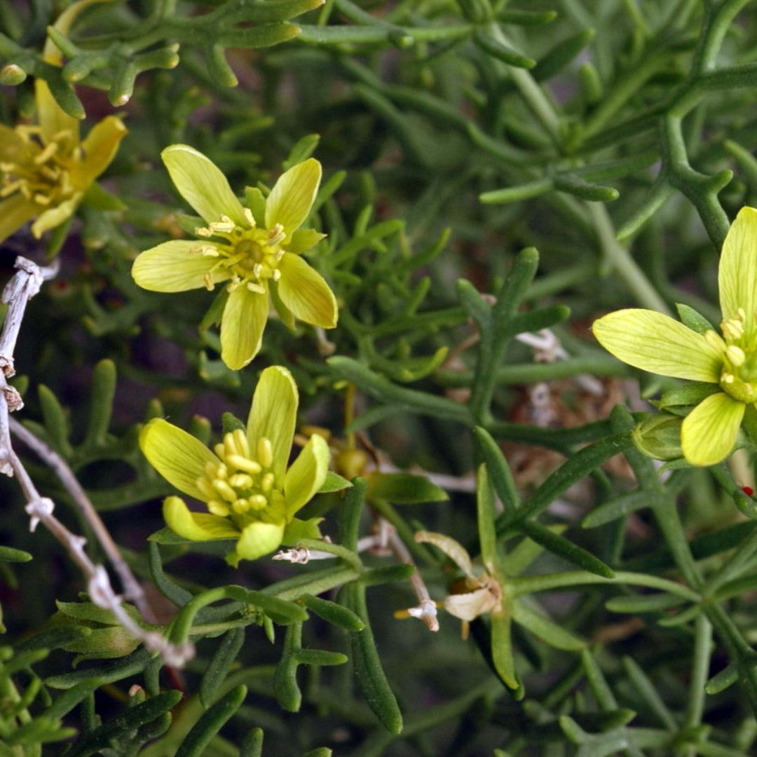 malacocarpus crithmifolius groseille de désert monde végétal plantes rares insolites et comestibles