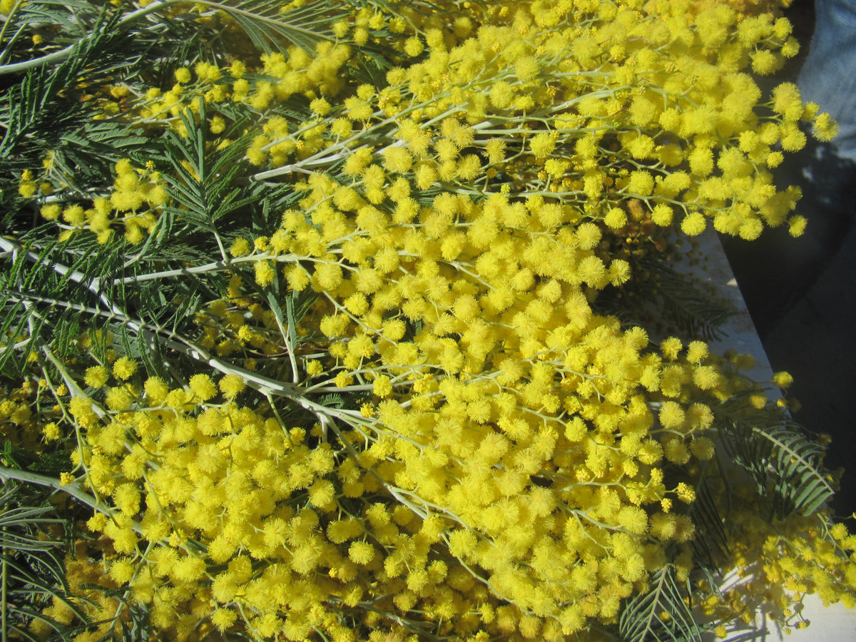 Rameaux de mimosa d’hiver (Acacia dealbata) en fleurs jaunes