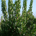 Arbousier (Arbutus unedo) — photo 4