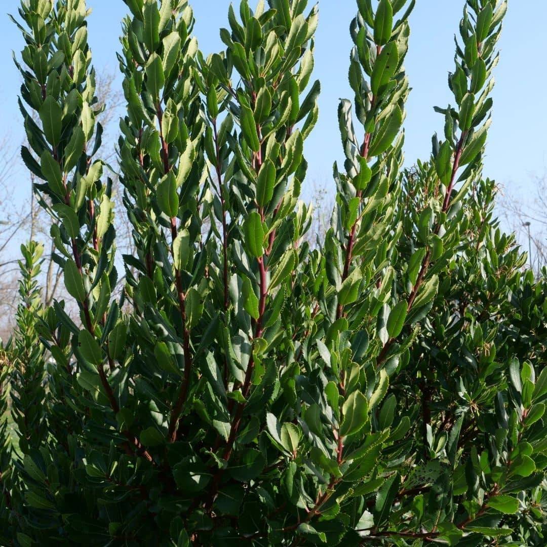 Arbousier — Jeune plant