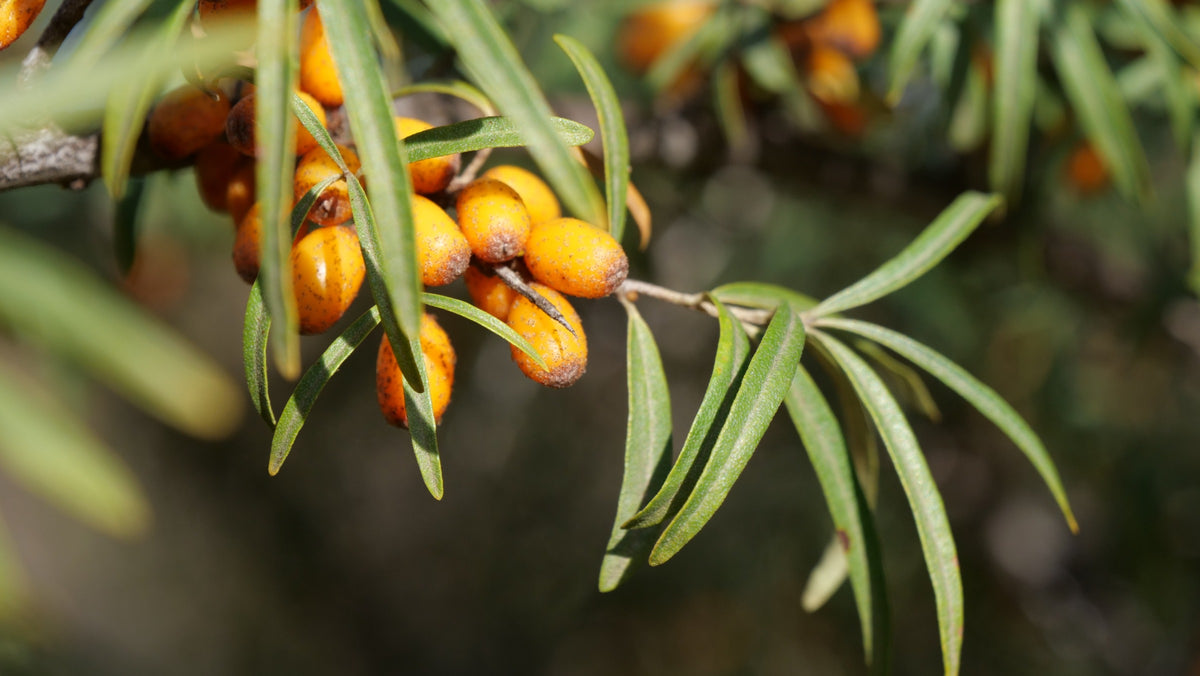 Illustration historique — GRAINES - Argousier Commun (Hippophae rhamnoides)