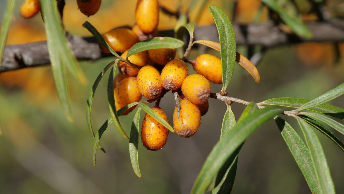 Illustration historique — GRAINES - Argousier Commun (Hippophae rhamnoides)