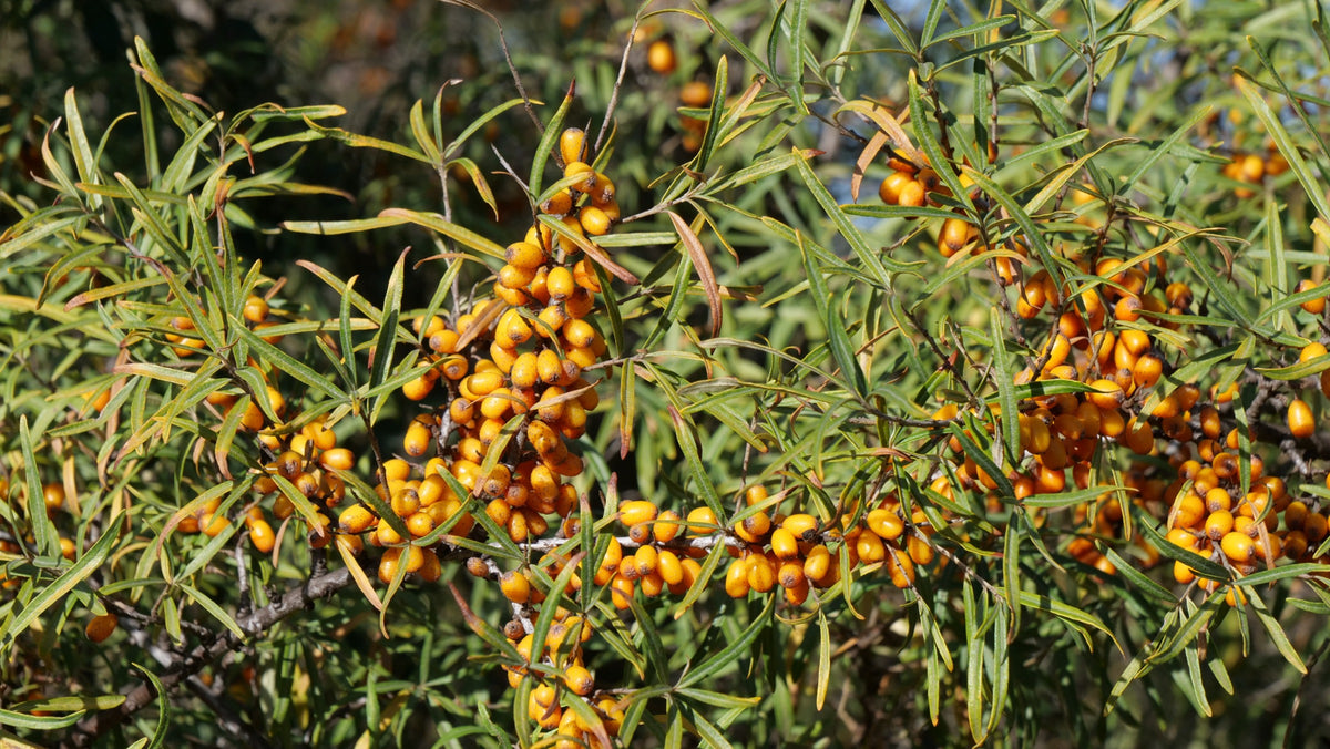 Illustration historique — GRAINES - Argousier Commun (Hippophae rhamnoides)