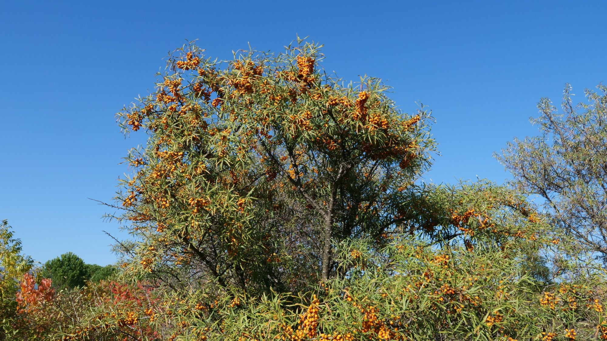 Illustration historique — GRAINES - Argousier Commun (Hippophae rhamnoides)