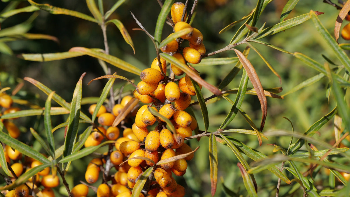 Illustration historique — GRAINES - Argousier Commun (Hippophae rhamnoides)