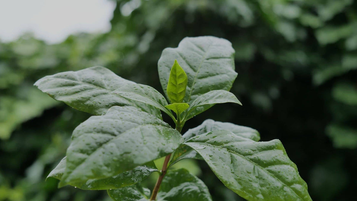 Illustration historique — BABY PLANT - Café Nain (Coffea arabica 'Nana')