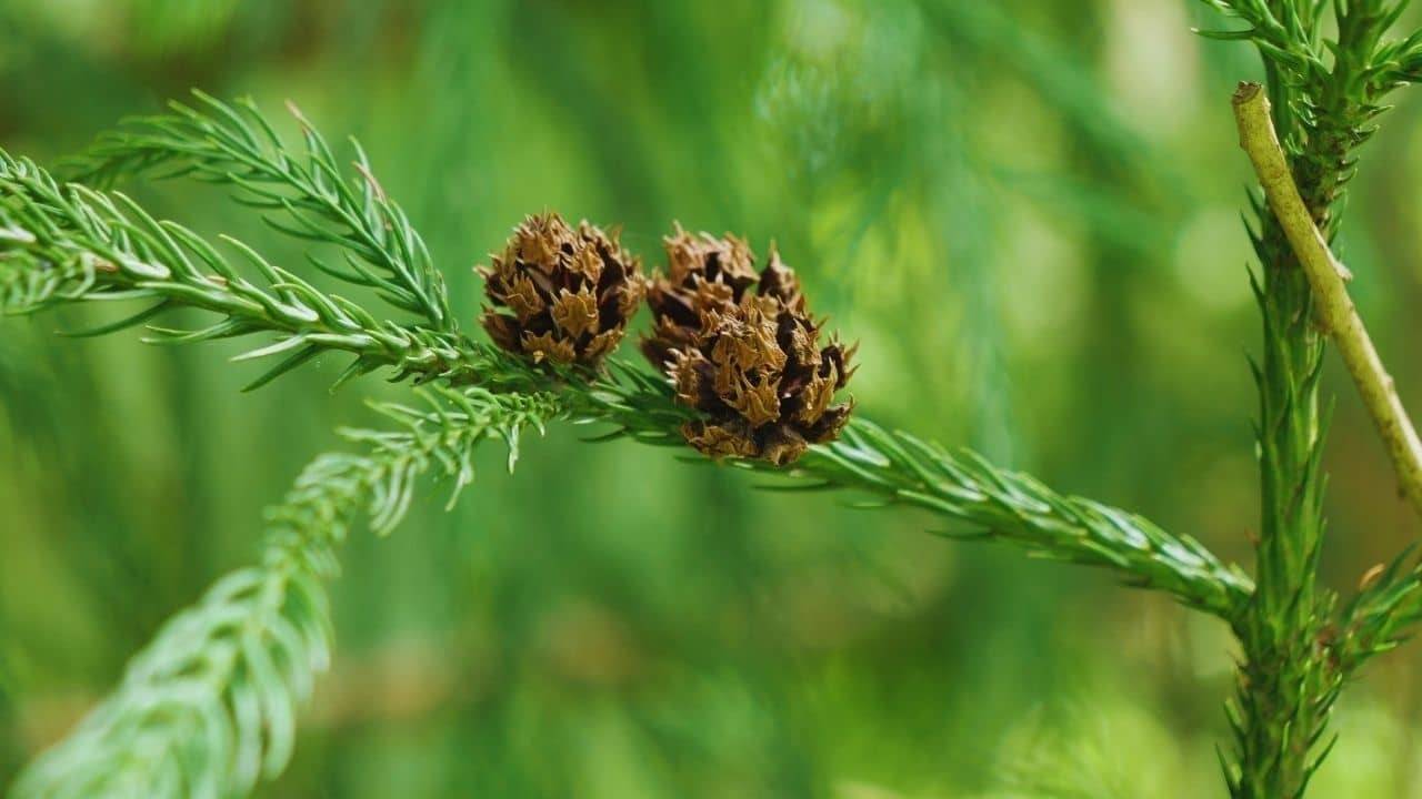 Illustration historique — BABY PLANT - Cèdre du Japon (Cryptomeria japonica)
