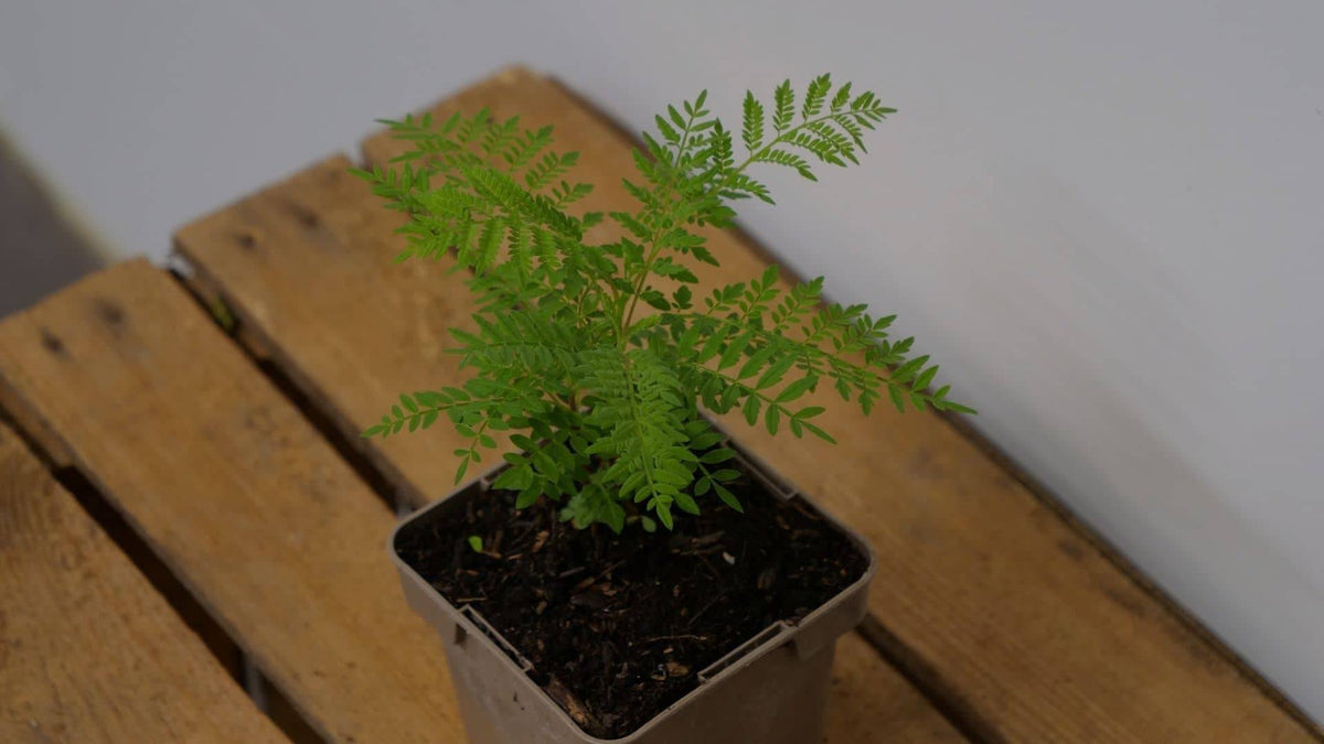 Illustration historique — BABY PLANT - Flamboyant Bleu Jacaranda mimosifolia