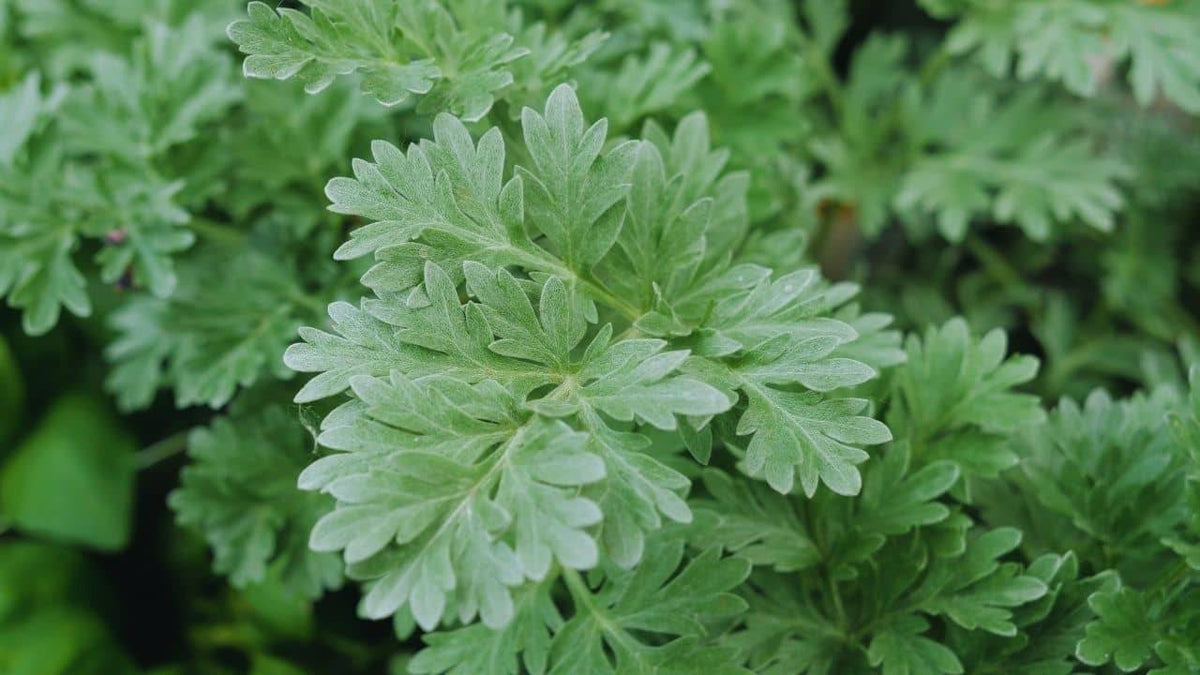 Illustration historique — PLANT - Absinthe (Artemisia absinthum)